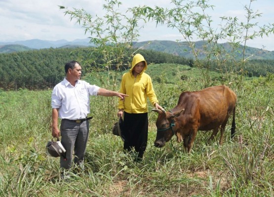 Hội Nông dân huyện Đăk Tô hướng dẫn chị Lương Thị Tuyết cách chăm sóc đàn bò. Ảnh: T.T
