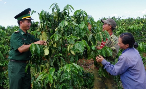 Đại úy Xiêng Văn Bức hướng dẫn tỉa cành cây cà phê cho gia đình anh A Biên