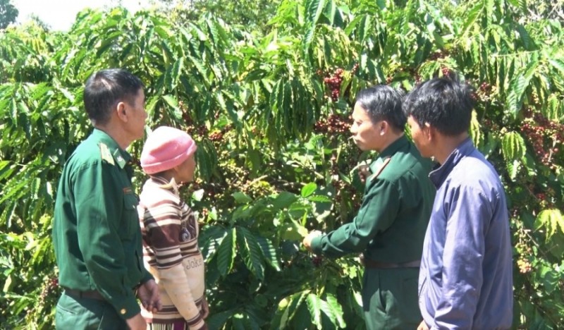 Cán bộ đồn biên phòng Sa Loong hướng dẫn cho người dân chăm sóc cây cà phê