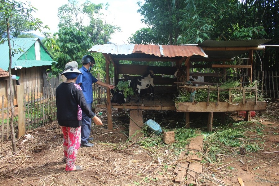 Đảng viên Phan Văn Học (áo xanh), Đảng ủy xã Đăk Pxy (huyện Đăk Hà) thường xuyên bám sát cơ sở, hướng dẫn phương thức trồng trọt, chăn nuôi khoa học, hiệu quả cho bà con dân tộc thiểu số địa phương.